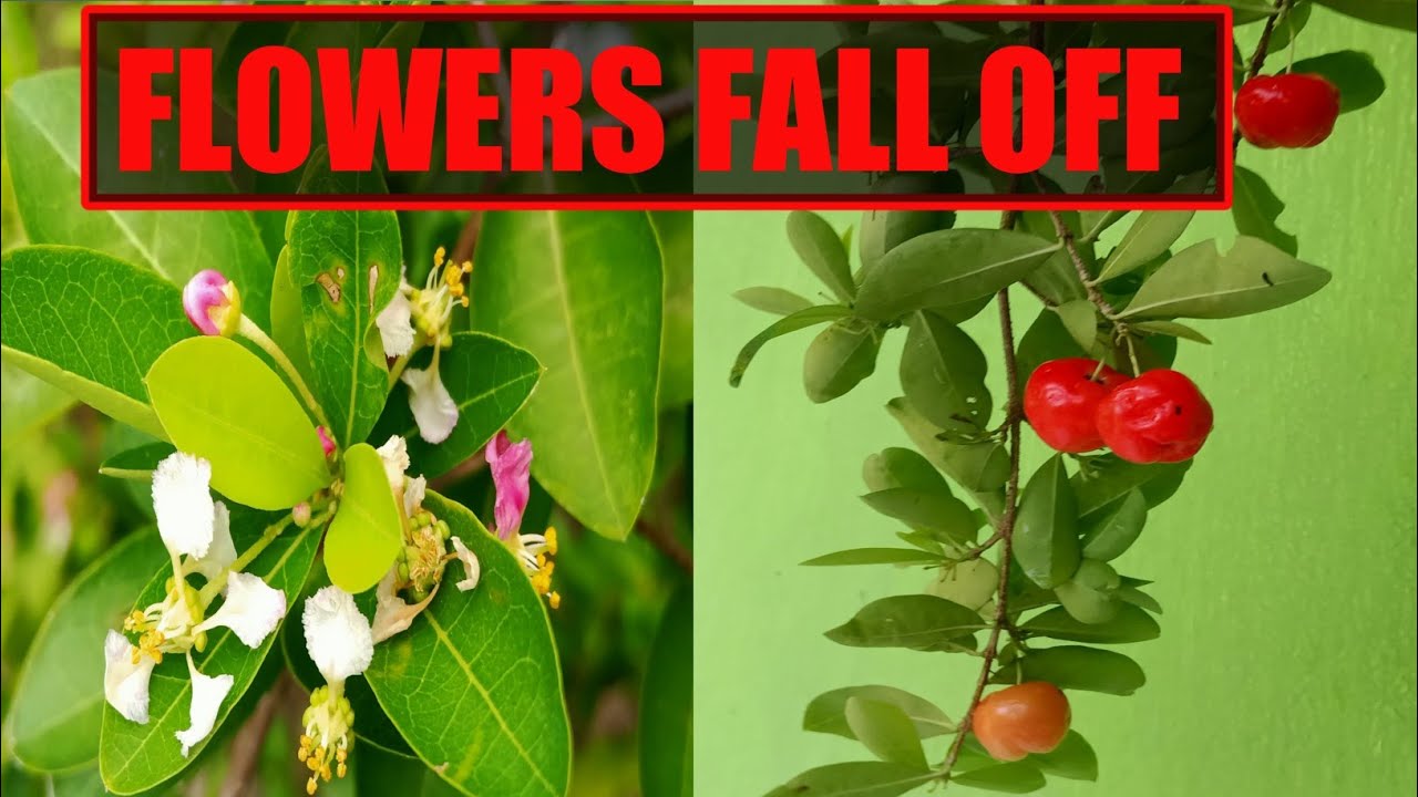 How to make cherry flowers fall off