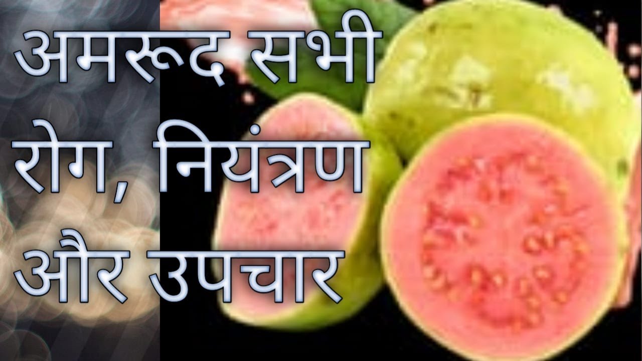 Guava all disease , control and its treatment in india