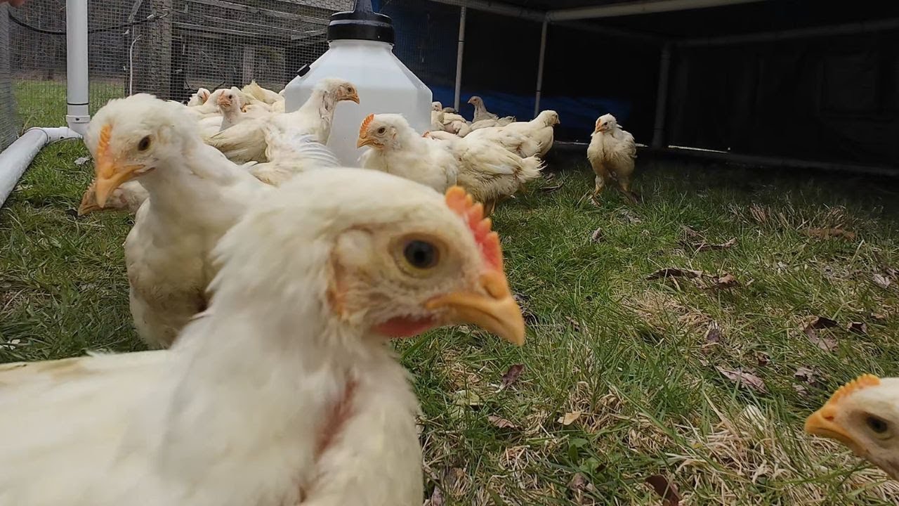 Part 2: Moving 100 Meat Chickens - TO FRESH PASTURE!