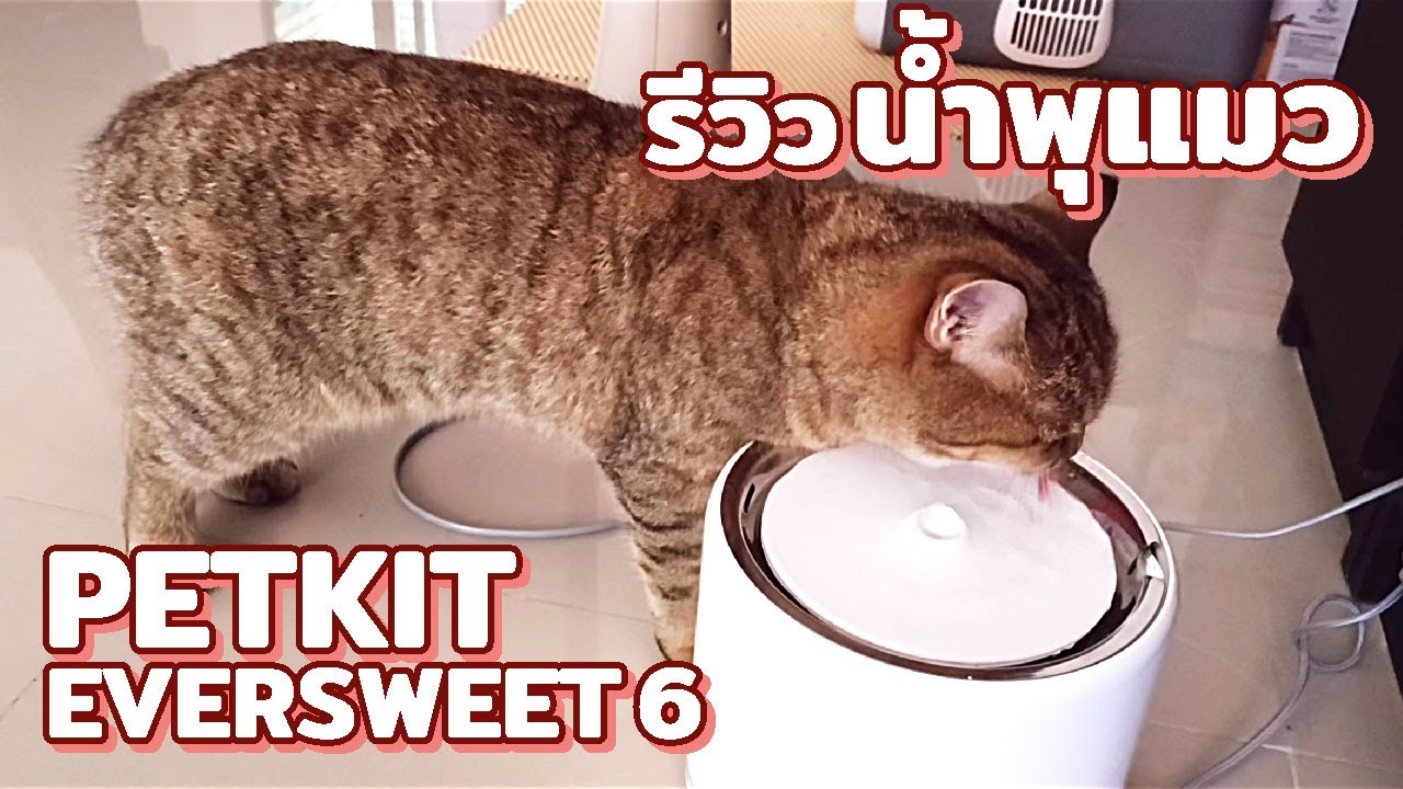 แกะกล่อง รีวิว น้ำพุแมว PETKIT Eversweet 6 [Unboxing & Review]