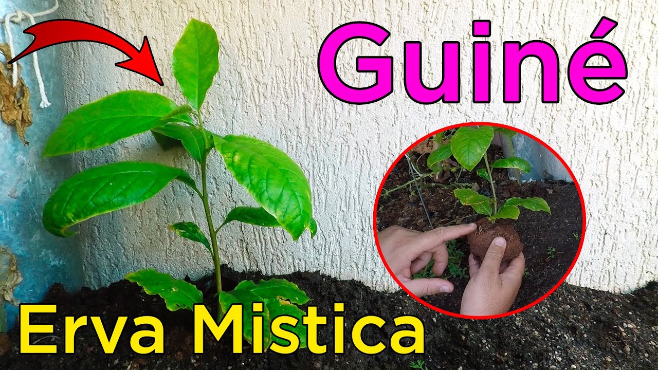 Guiné O Que é e Como Plantar em Casa
