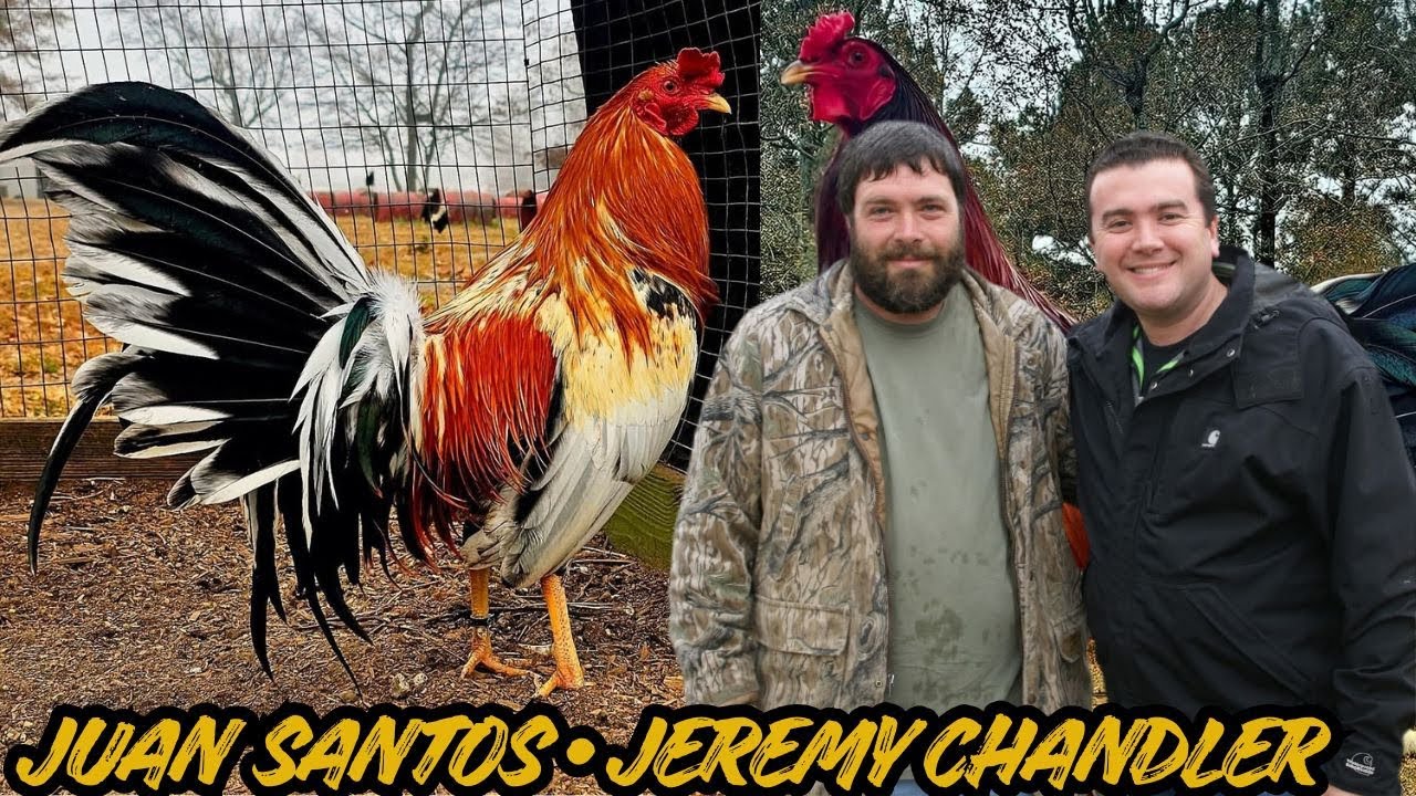 JUAN SANTOS • Jeremy Chandler - Feeding Time Shape Chicken Coop Outdoor Breeding Pens