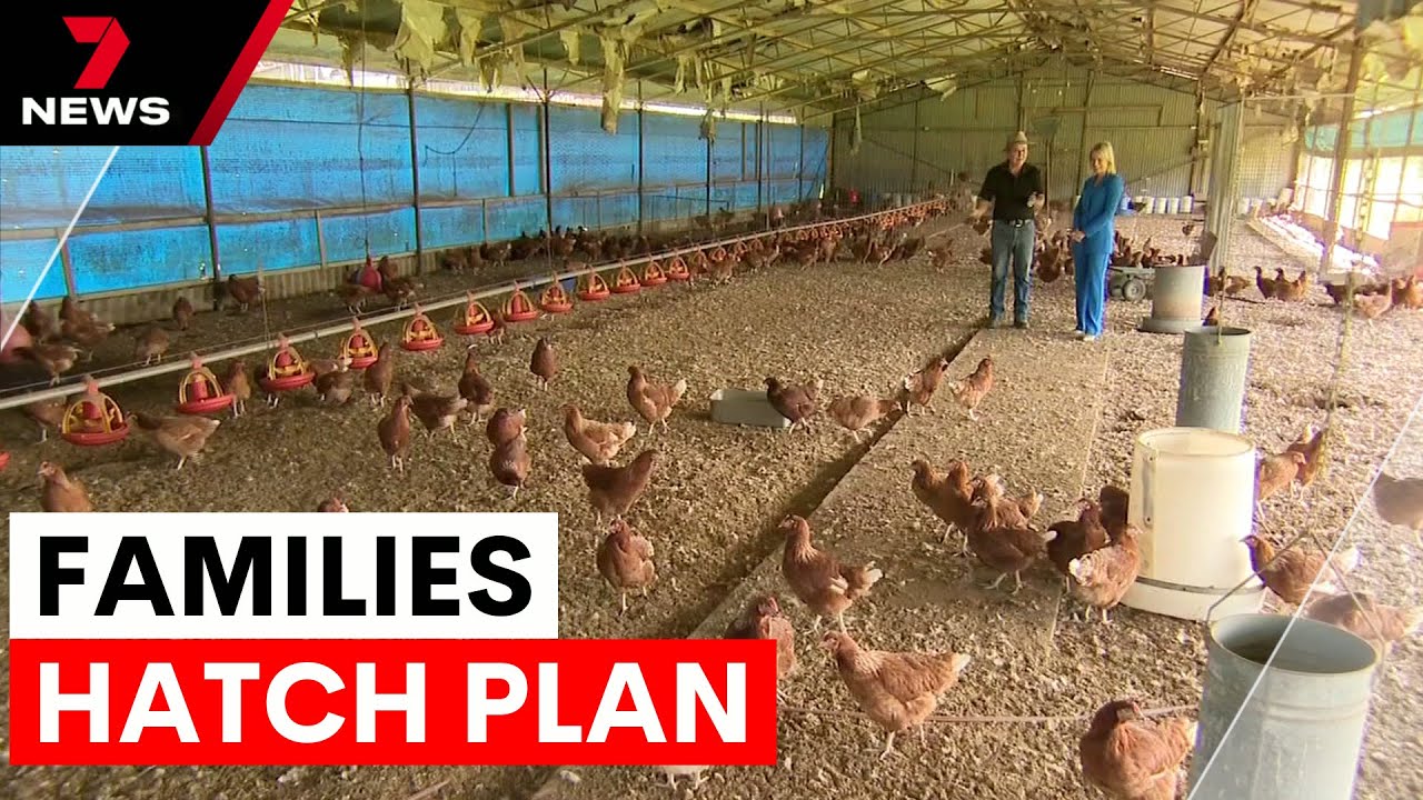 The rise of backyard chickens in Sydney