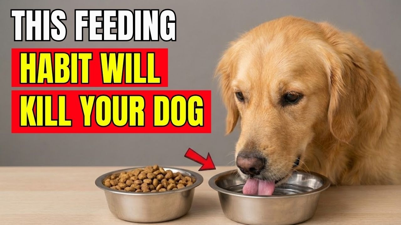 14 Feeding Mistakes That Are Secretly POISONING Your Dog