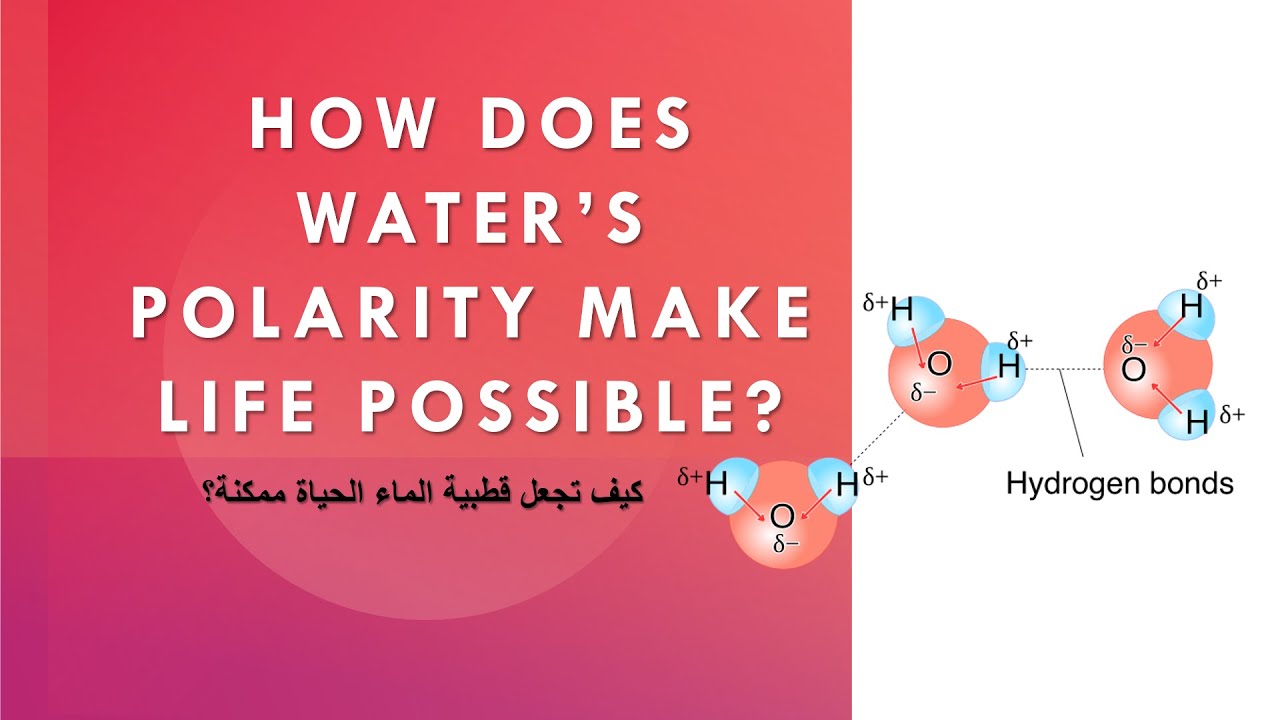 Video 5: How Does Water’s Polarity Make Life Possible?  كيف تجعل قطبية الماء الحياة ممكنة؟