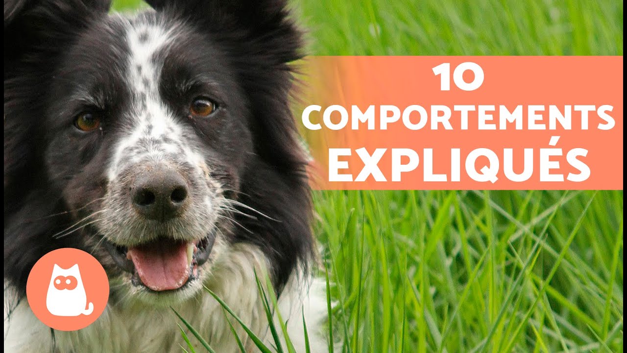 10 COMPORTEMENTS des CHIENS expliqués 🐶❓