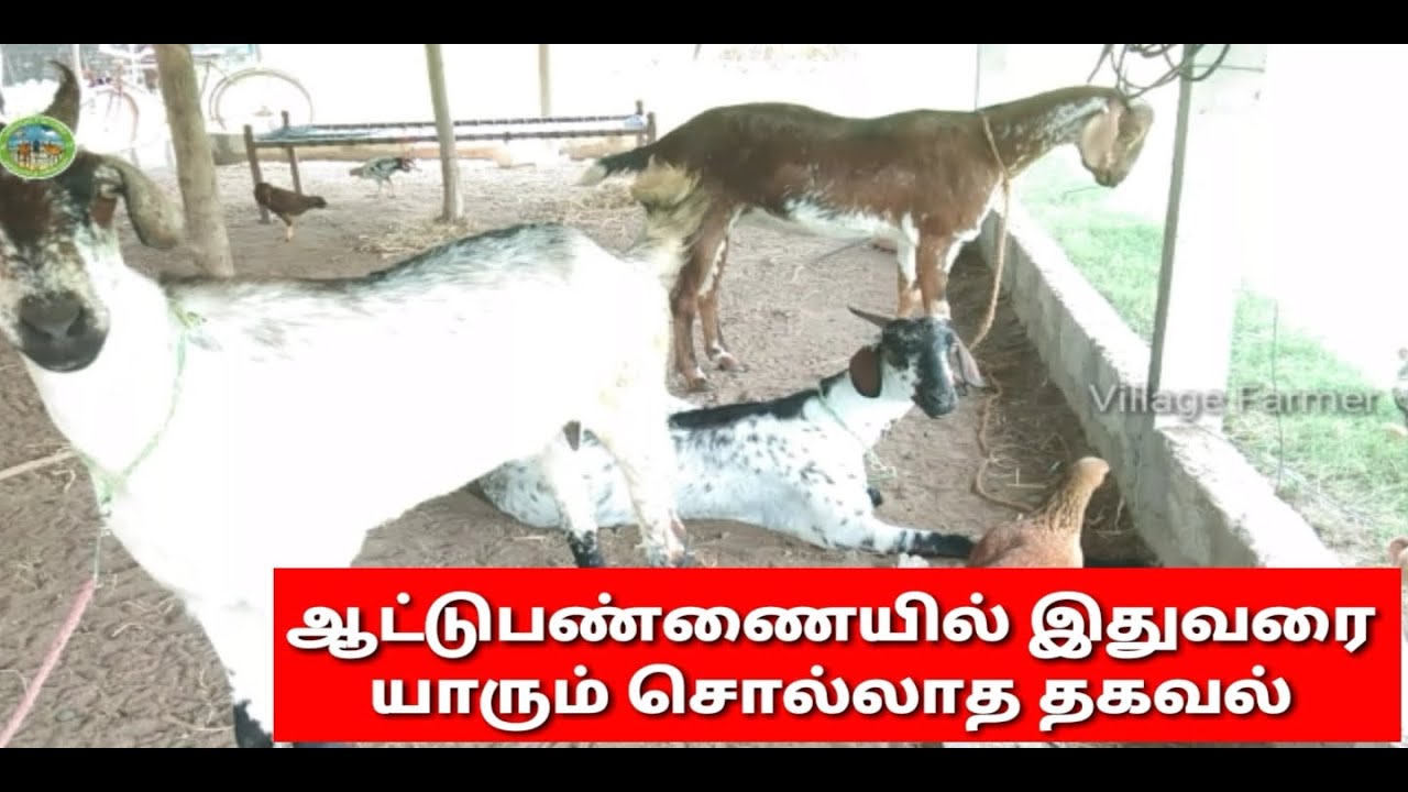 ஆடுகளை தேர்ந்தெடுப்பது எப்படி யாருமே சொல்லாத தகவல் New comers goat farm