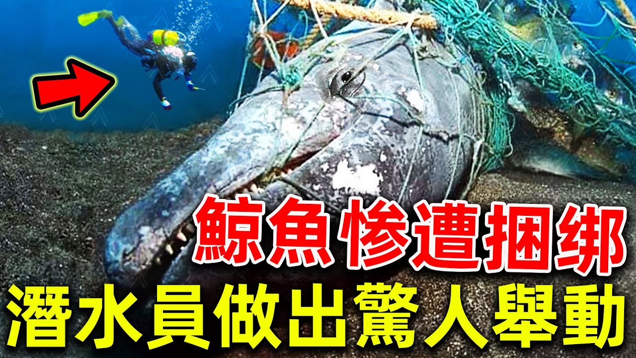 鯨魚慘遭垃圾漁網捆綁，善良潛水員出手救援，下一秒發生不可思議的一幕！|#感動點擊 #動物救援 #動物報恩 #暖心 #正能量 #鯨魚救助 #海洋救援