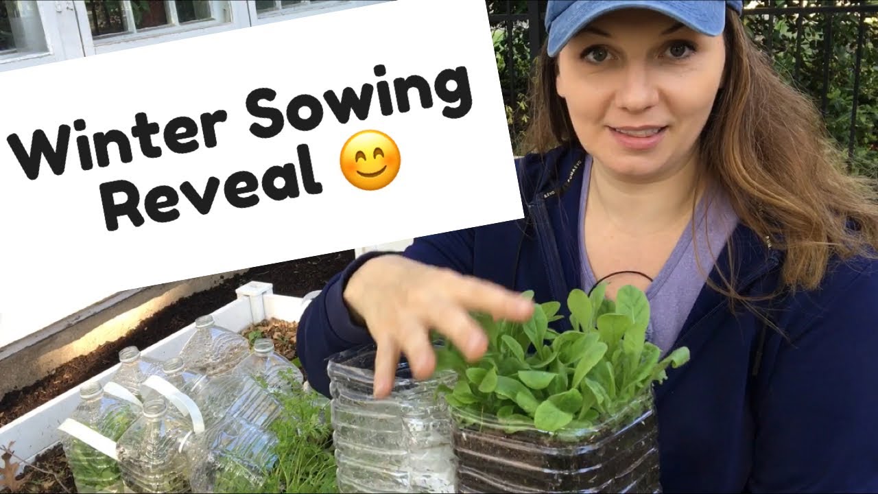 🌱 Winter Sowing Containers Reveal ~ Planting Seedlings ~ Y Garden 🌱