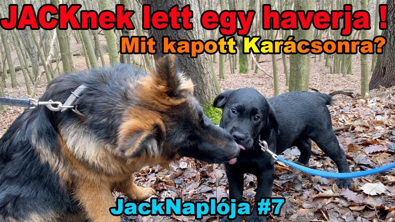 JACKnek lett egy HAVERJA ! | MIT KAPOTT KARÁCSONYRA A KUTYÁNK ? | Jack Naplója 7. rész