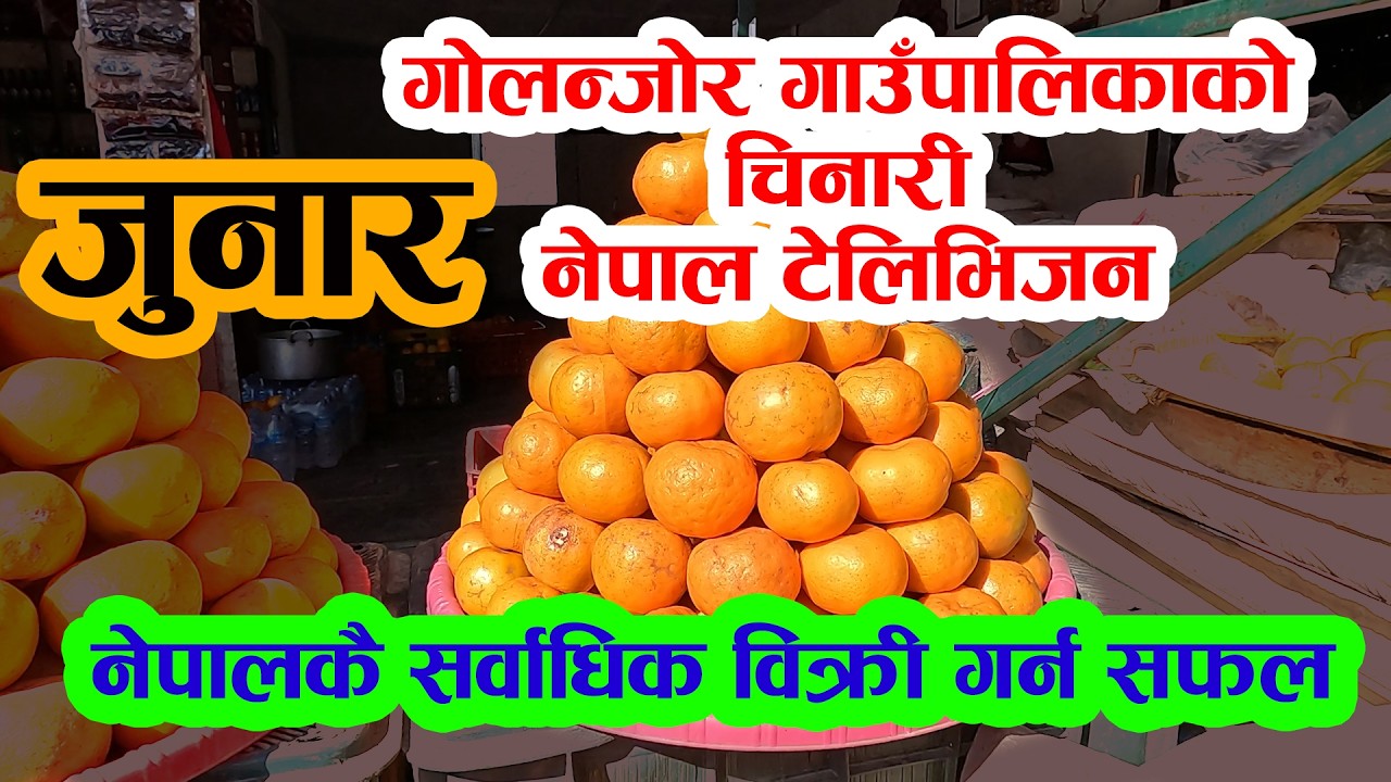 गोलन्जोर गा.पा.को जुनार नेपालकै सर्वाधिक विक्री गर्न सफल; Bhat-Bhateni देखि सम्पूर्ण बजारमा उपलब्ध छ