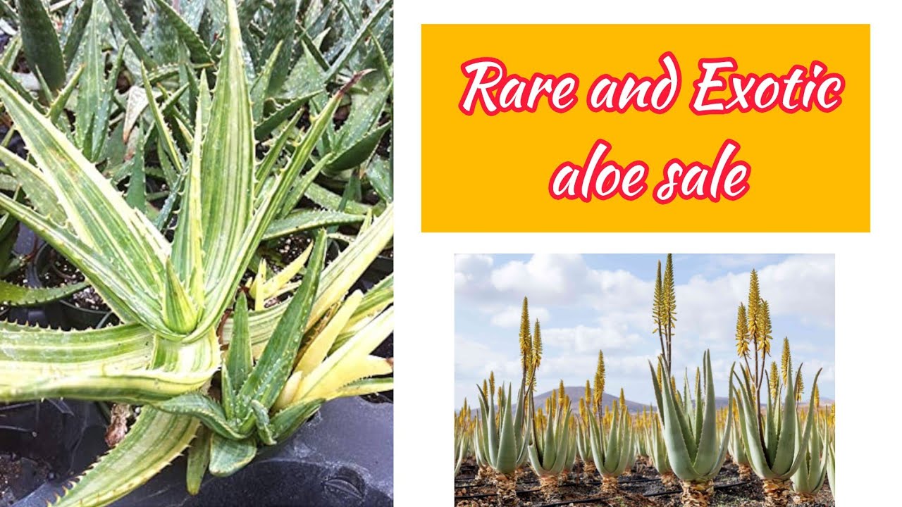 Rare and Exotic aloe vera sale (live sale )🫣
