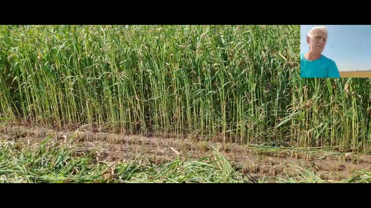 Уборка суданской травы на сено 2025