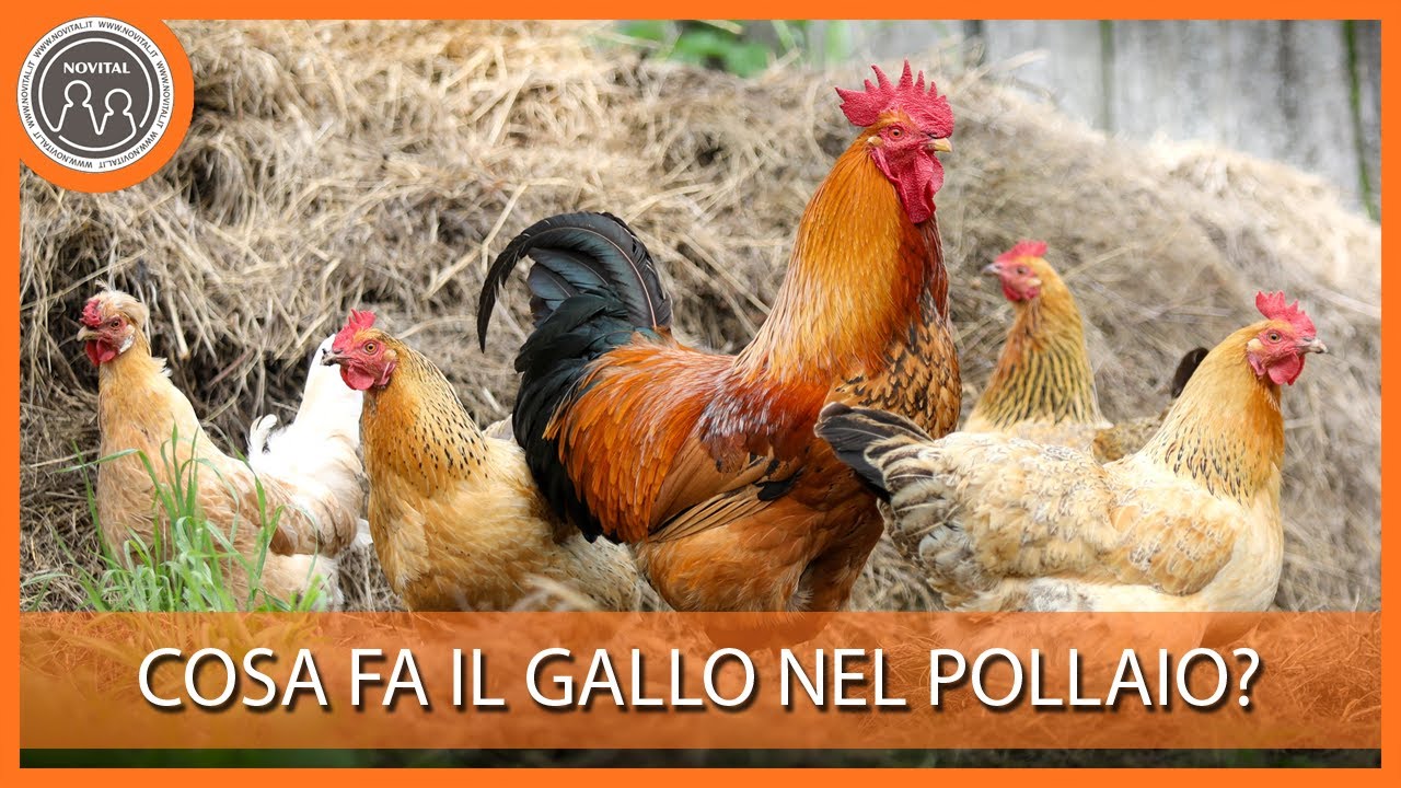Cosa fa il gallo in pollaio? Pillole di Avicoltura