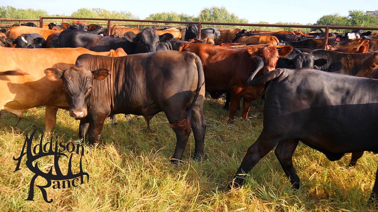MASHONA BORAN ANGUS COMPOSITE