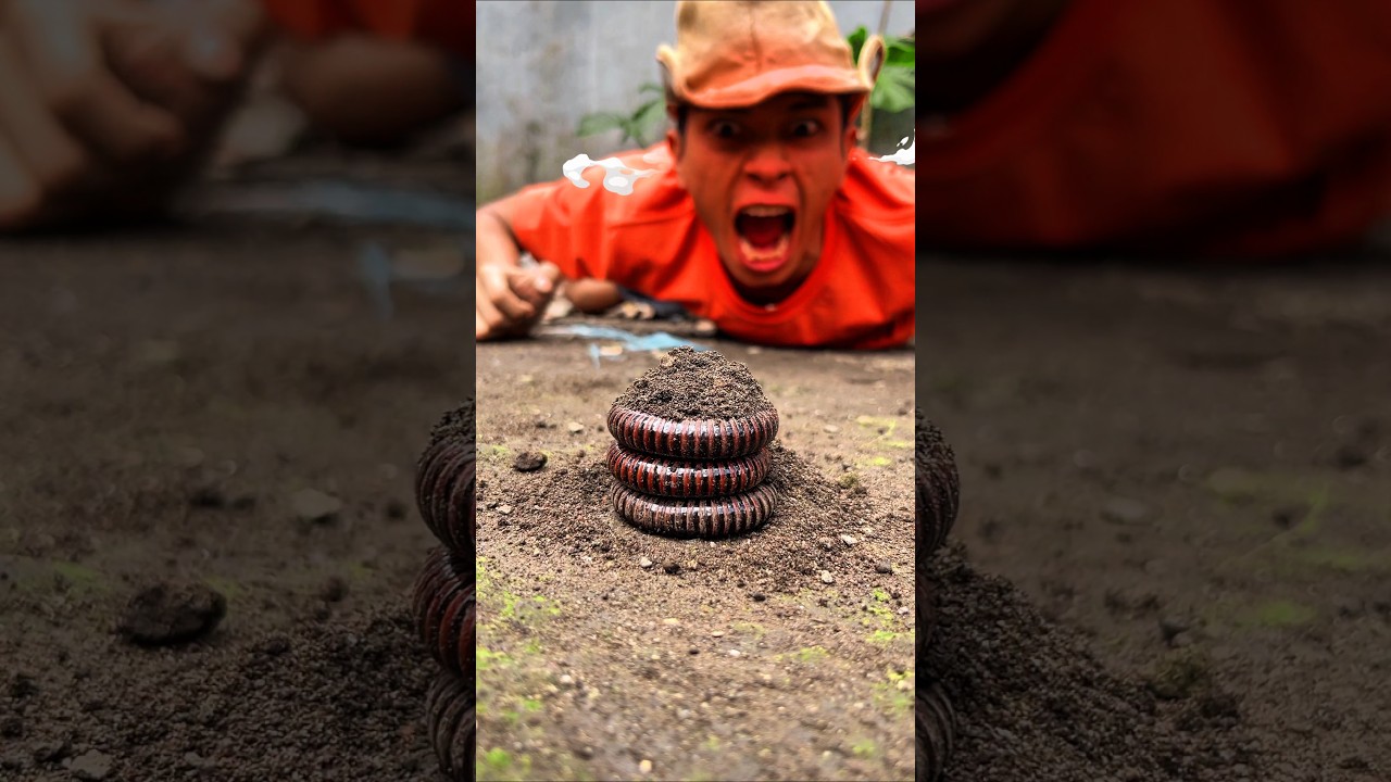 Blushing, Tarzan is herding a trio of cute sleeping millipedes #shortsvideo