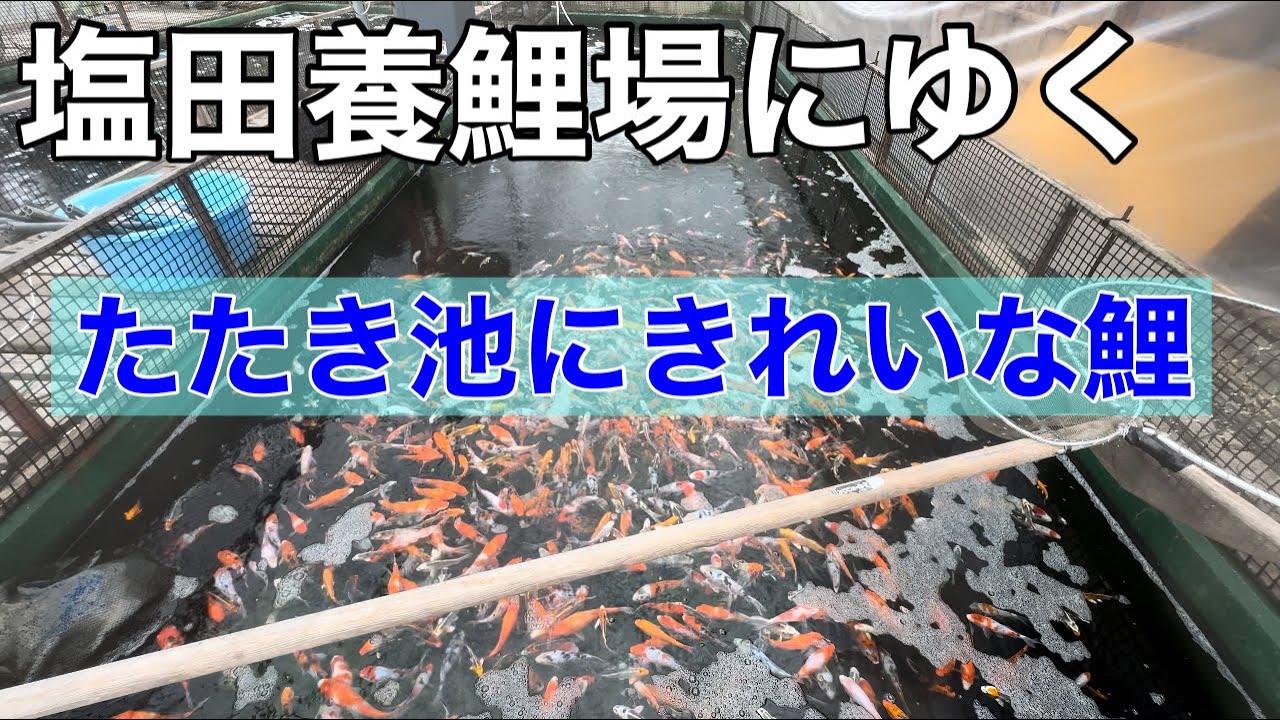 山形県長井市の塩田養鯉場にゆく