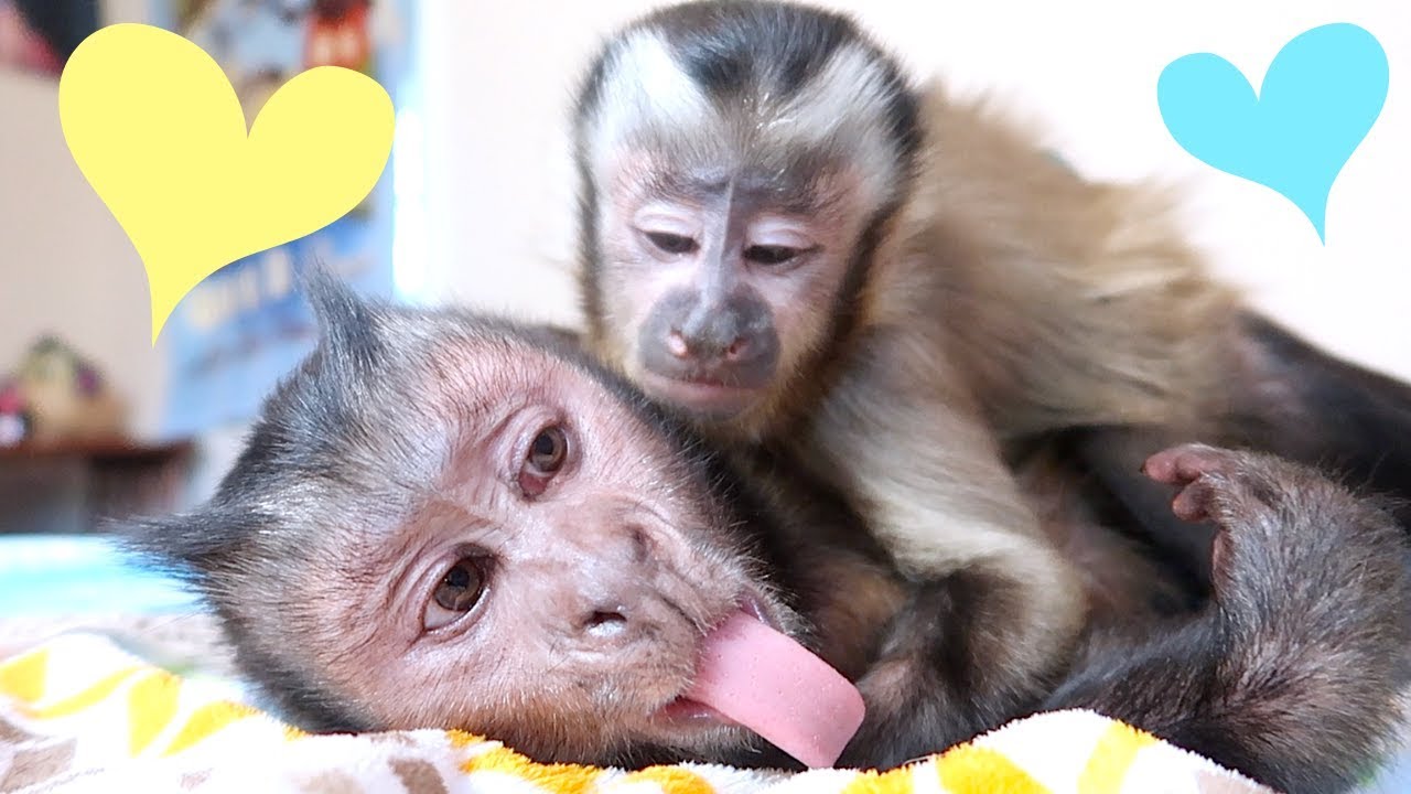 Cute Monkey Brothers Wrestling & LOVING!