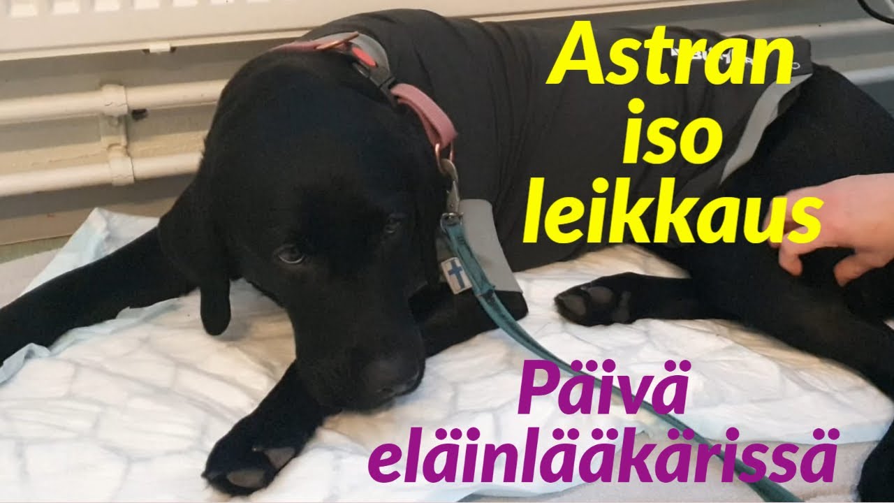 Astran ISO LEIKKAUS eläinlääkärissä