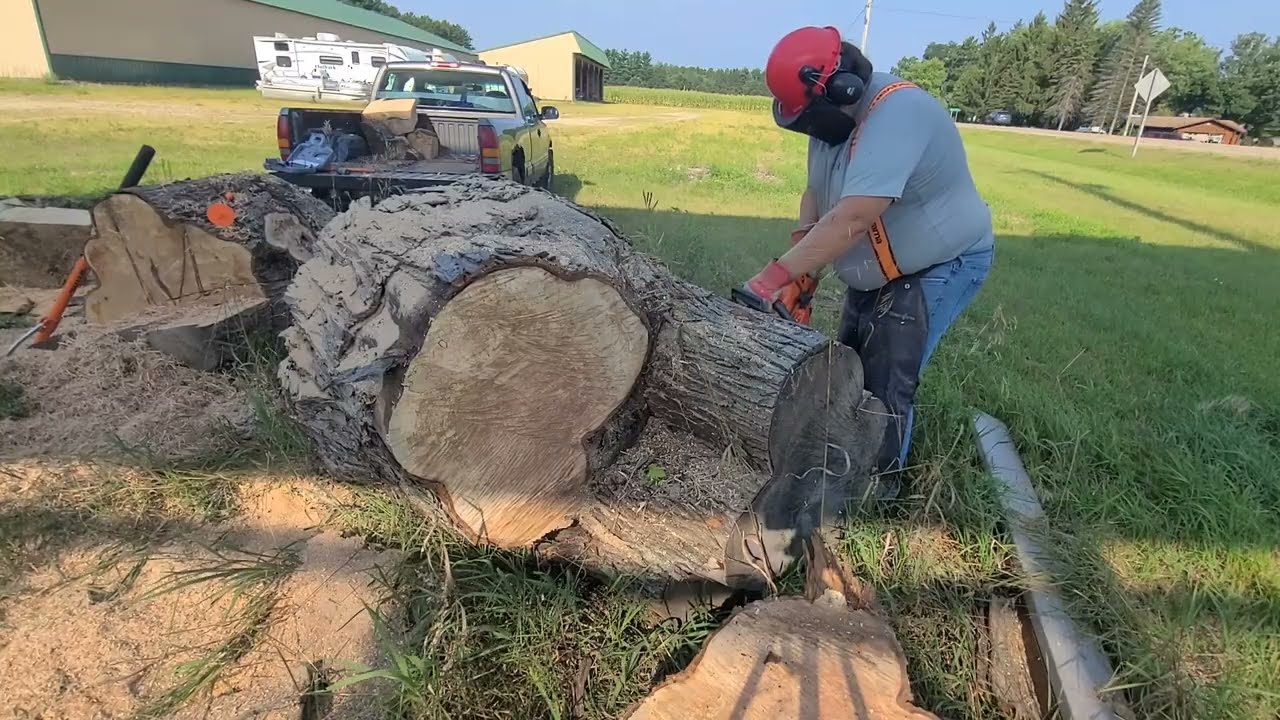 HUSQVARNA 555 TAKES ON BIG MAPLE LOGS