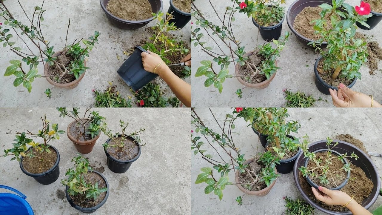 vinca (saheblei) ariba pambi pruning (masa kalam ) touba yengminasi ☺
