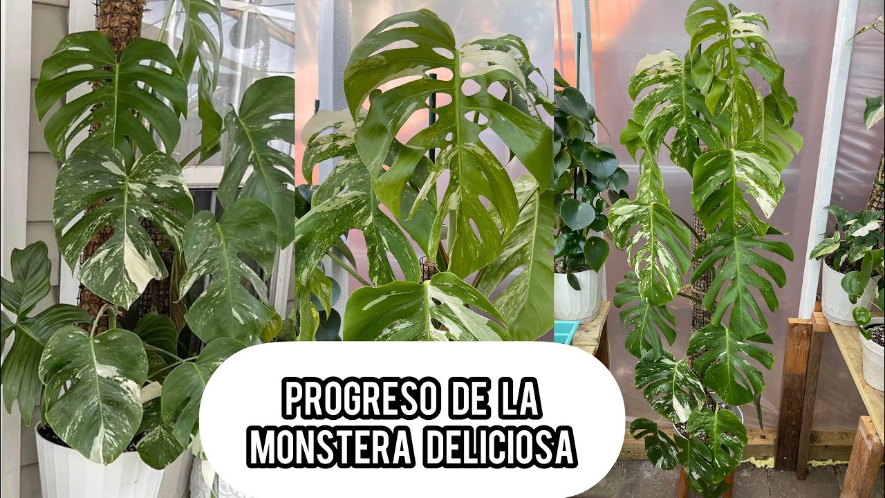 LA REINA DE LAS PLANTAS MONSTERA DELICIOSA Su progreso en 1 año