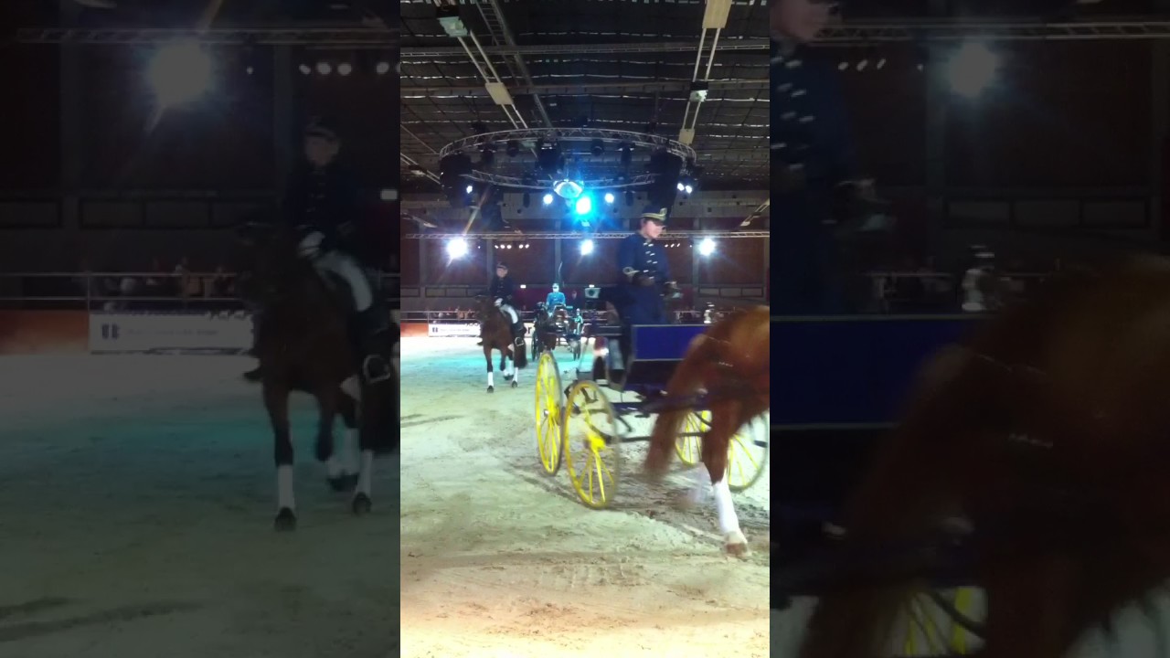 Haras national suisse wels 2017