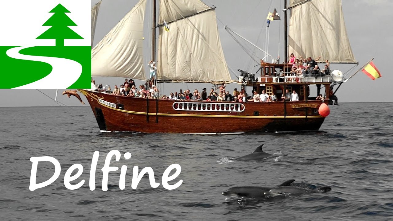 Delfine Watching Teneriffa - Flipper Uno - MS Katrin