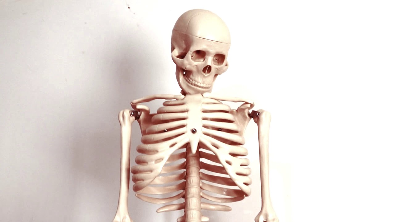 Esqueleto Humano 45 cm Modelos Anatomicos