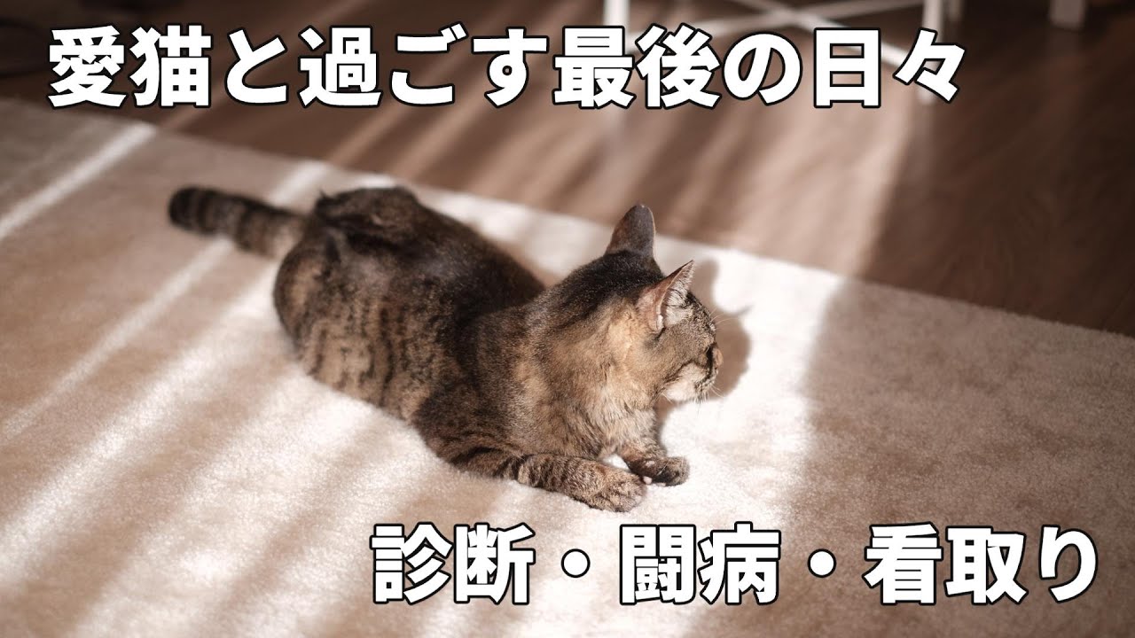 癌と闘った猫、命の灯【3カ月の闘病記録】