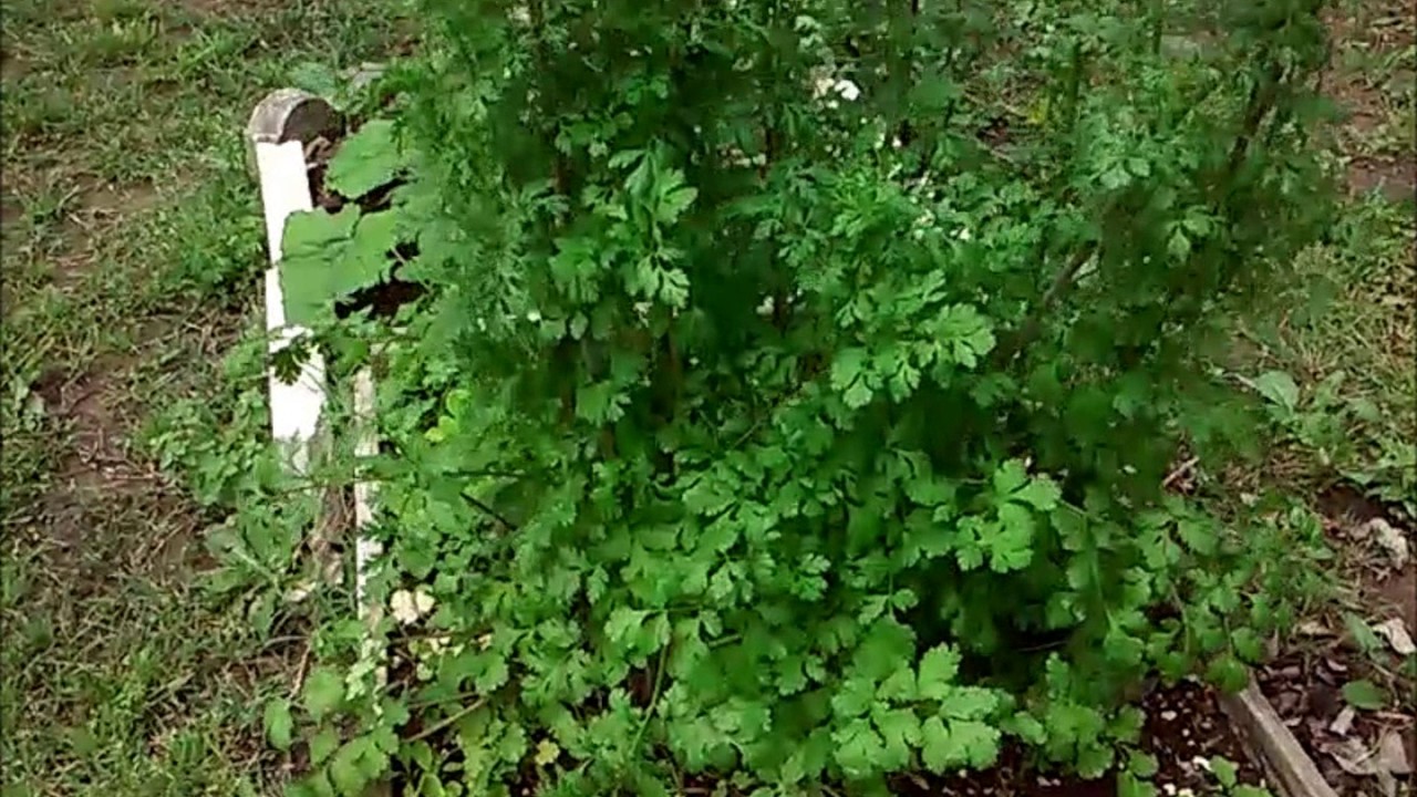 Cilantro  y Coriandro