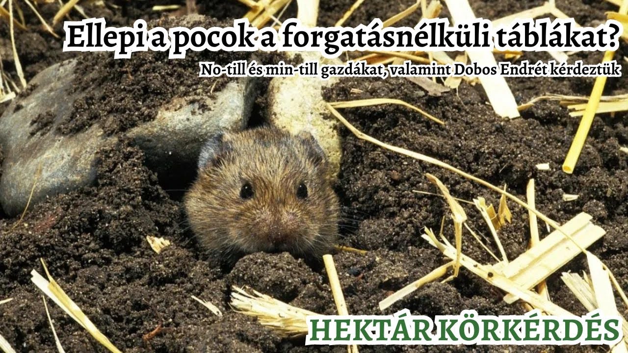 Ellepi a mezei pocok a forgatásnélküli táblákat? - Dobos Endre, és no-till, min-till gazdák válasza