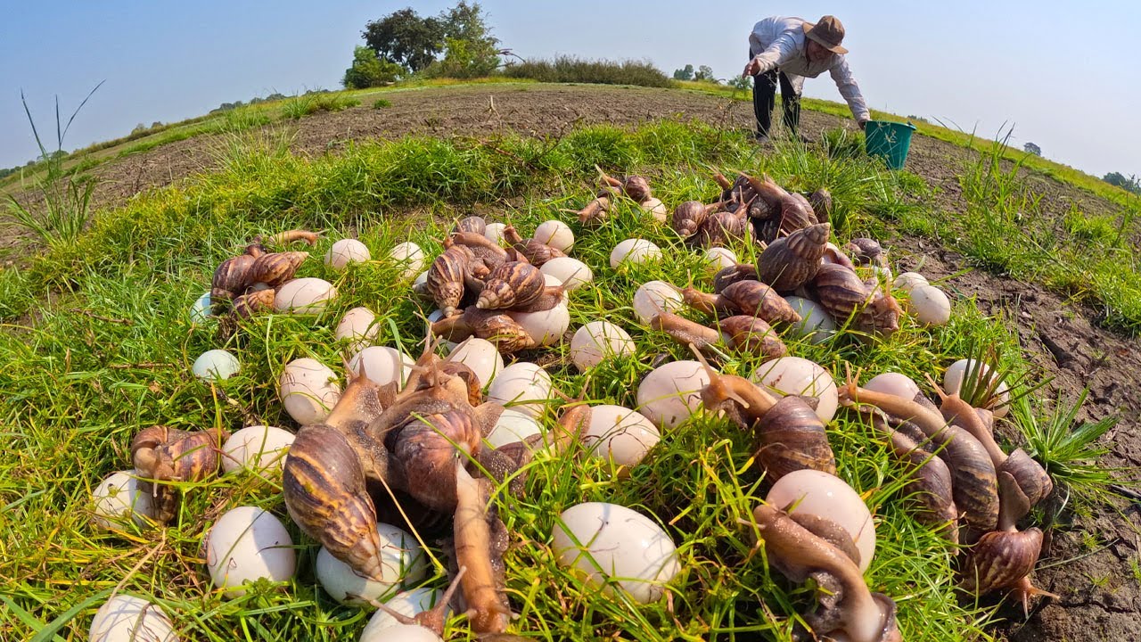 Collecting Giant Snails and Eggs: Rural Life and Farming