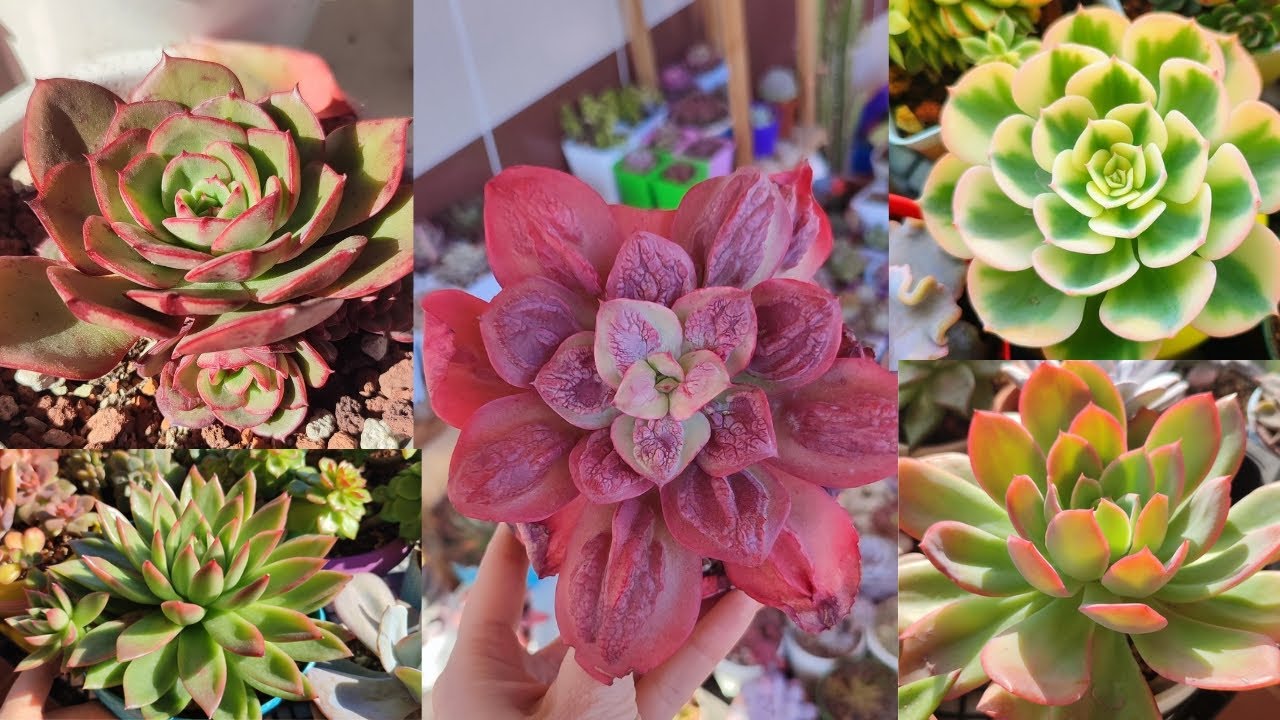 Renk renk sukulentler 🌸 Balkon Turu🌸 Karadeniz havası 🌸 #succulent #sukulent #plants