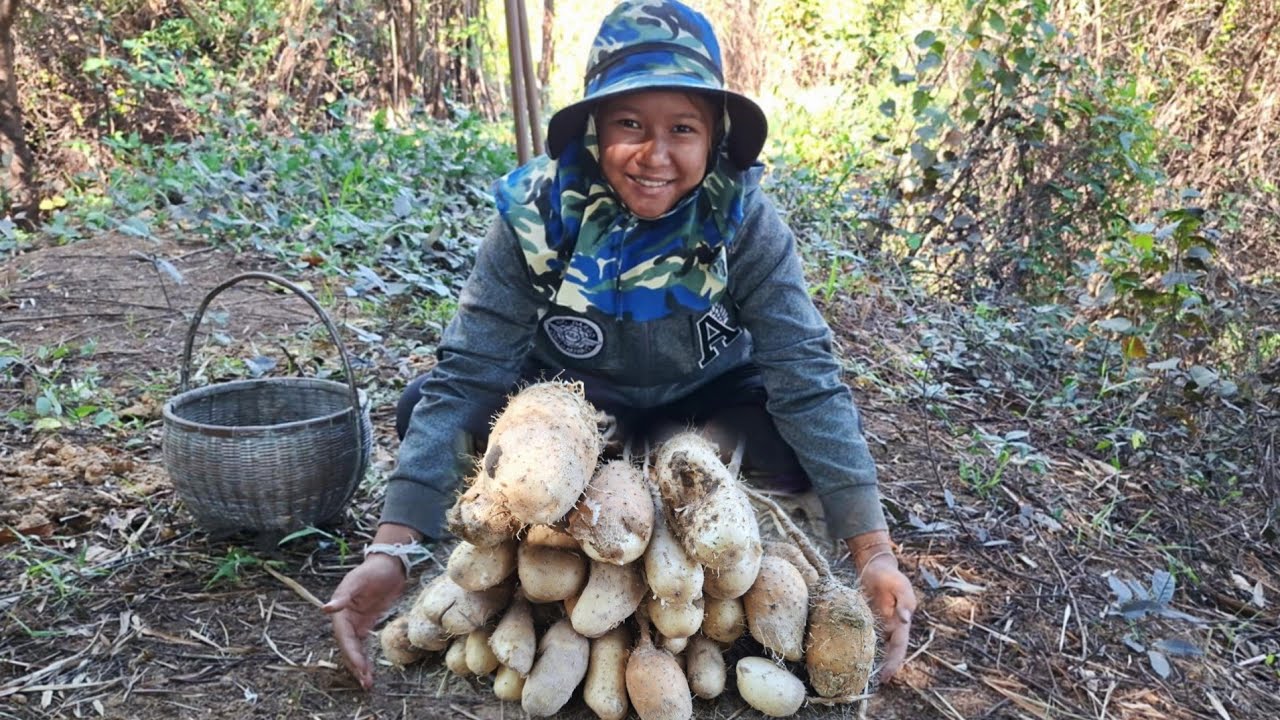ขุดมันแซง‼️🥔🥔ลงเคลือเดียว20หัว หมานคักขนาด