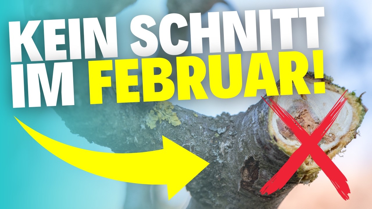 Diese 5 Gehölze darfst du im Februar auf keinen Fall schneiden!