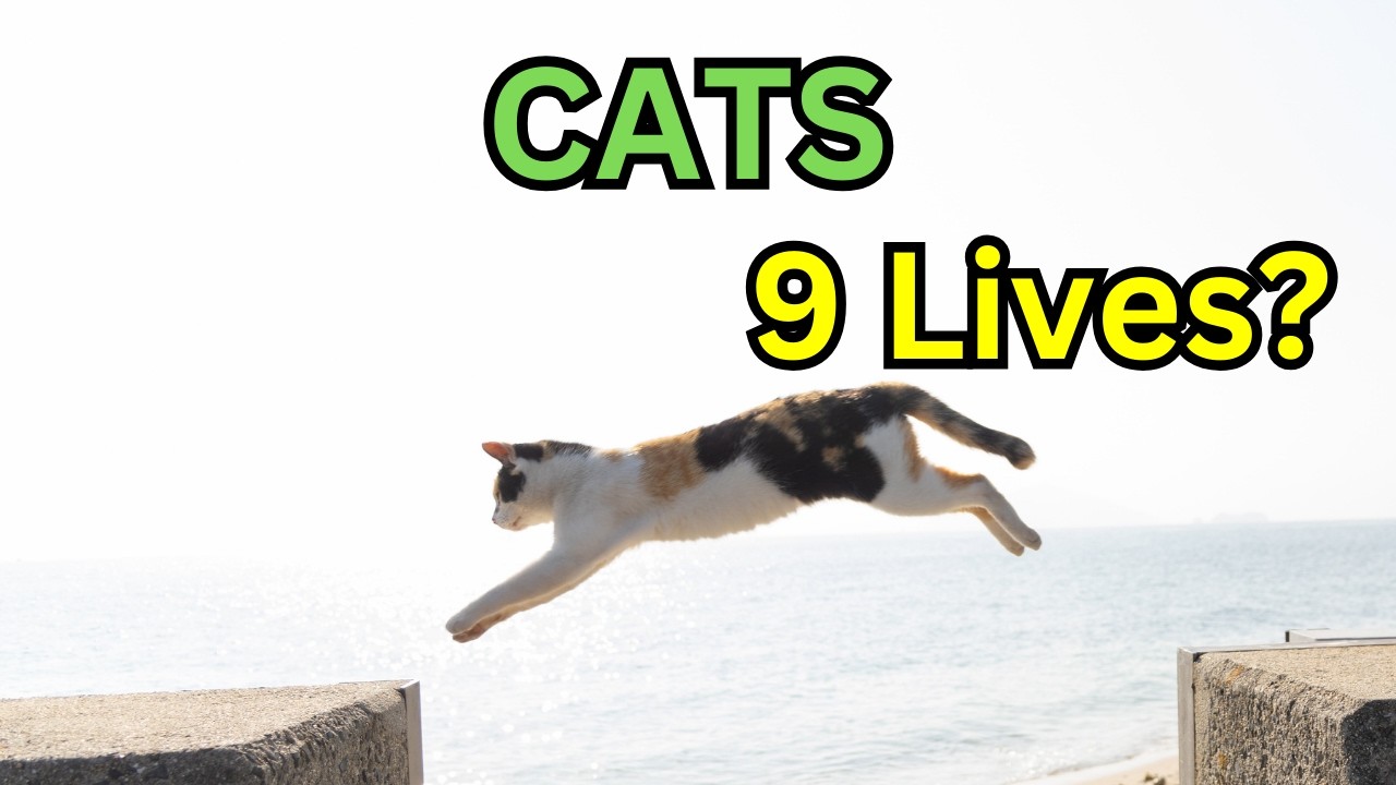 Do Cats Really Have 9 Lives? The Truth Revealed #facts #didyouknow #cats
