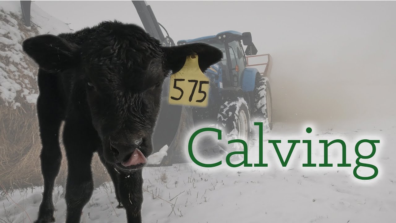 Calving Season