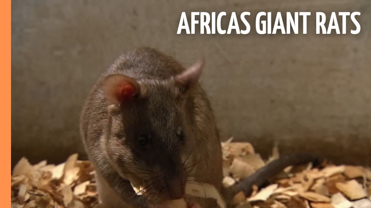 Detecting Danger - Africas Giant Rats | Full Documentary