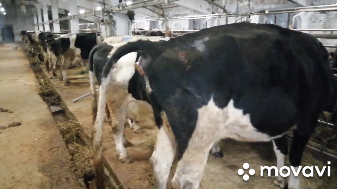 Как работает система навозоудаления?