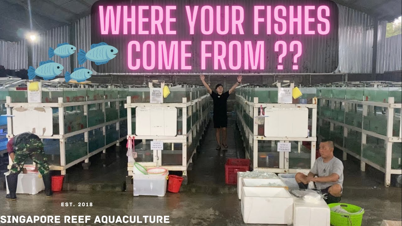 Where your fishes come from ? (SPECIAL BEHIND THE SCENE TOUR)