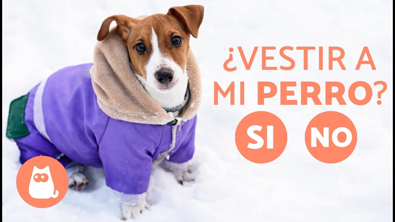 &iquest;Es necesario vestir a los perros? - ROPA PARA PERROS