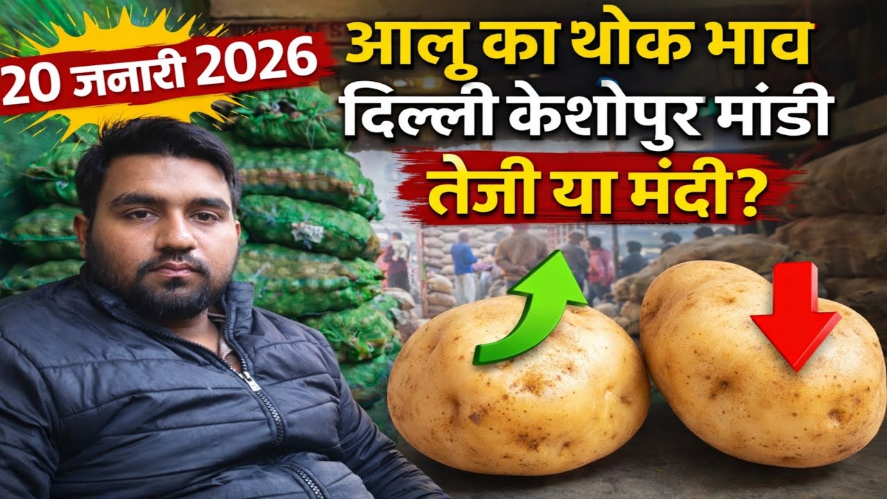 दिल्ली आलू का भाव | 🥔potato market price today | Today Potato rate | 20 Jan 2026 #potato #Aalukebhav