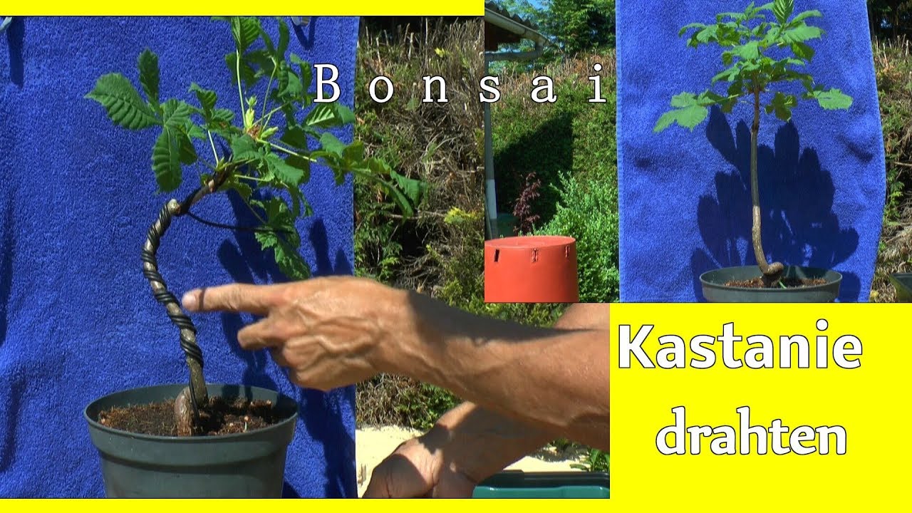 Kastanie Bonsai drahten Welt der Bonsai entdecken gestalten der kleinen Bäume