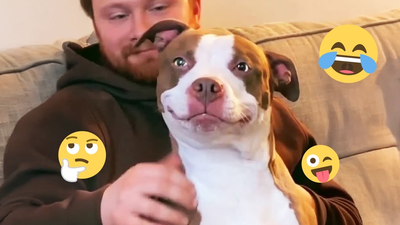 New FUNNY DOGS That Will Make You Die Laughing 🤣 Funny Animals Video 2026 #34