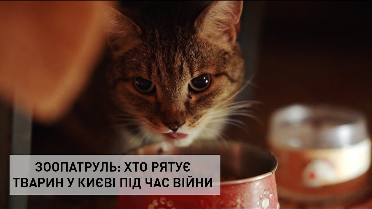 Зоопатруль: хто рятує тварин у Києві під час війни