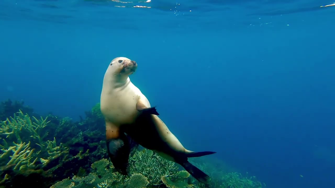 Abrolhos Islands: Top Things To Do | From Geraldton & Kalbarri ✈️🏝️