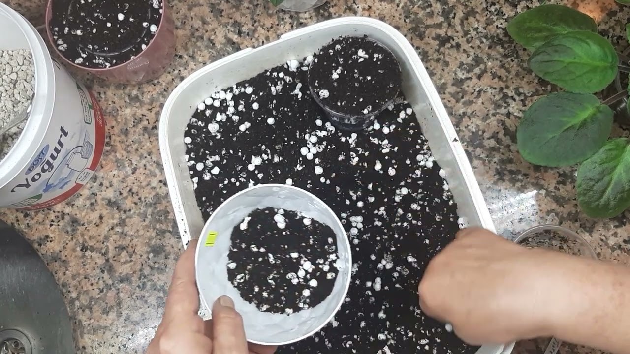 saksi buyutme islemi #çiçek #africanviolets #menekse #çiçekbakımı #çiçekbakimi #çiçeksepeti