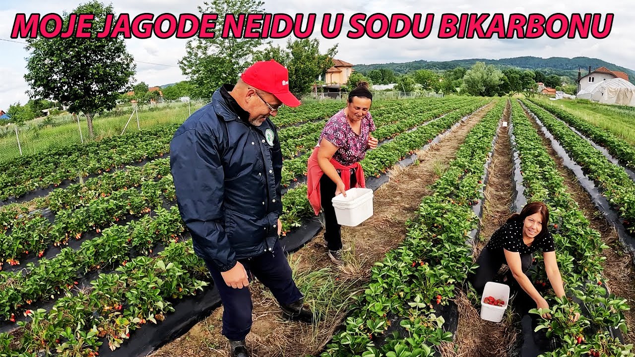 RIČI I KONA SA SELA IDU U ČELIĆKE JAGODE KOD EMIRA I HALIME