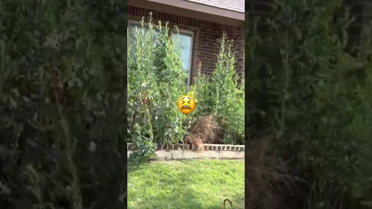 7 Ft. Tall Weeds Cleaned Out in Flower Bed